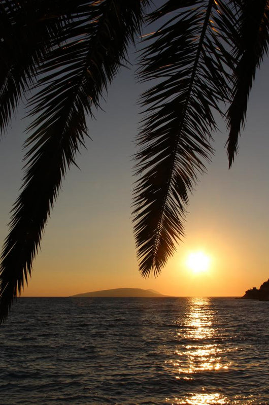 Palm leafs and sea in the evening, sunset Wall Mural