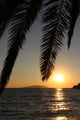 Palm leafs and sea in the evening, sunset Wall Mural