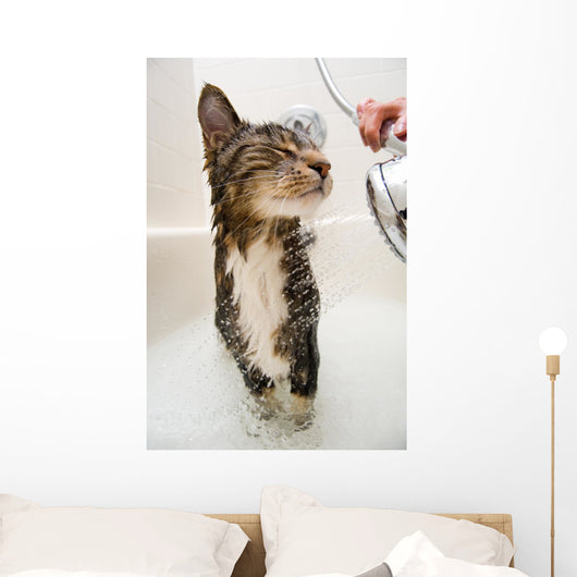 Cat in the shower Wall Mural