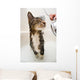 Cat in the shower Wall Mural