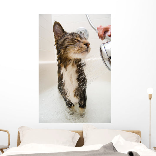 Cat in the shower Wall Mural