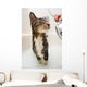 Cat in the shower Wall Mural