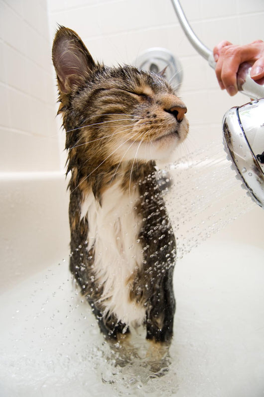 Cat in the shower Wall Mural