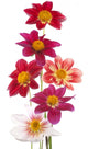 Dahlia Wall Decal