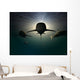 Sharks Wall Mural