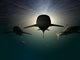 Sharks Wall Mural