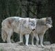 Wolves Wall Mural
