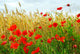 Grain and poppy field Wall Mural
