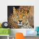 Leopard Wall Mural