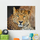 Leopard Wall Mural