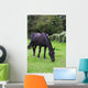 Black Horse