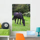 Black Horse