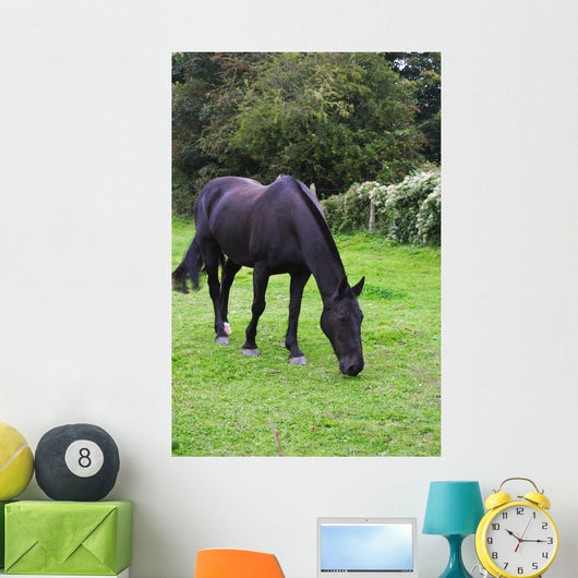 Black Horse