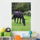 Black Horse