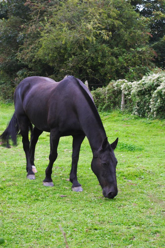Black Horse