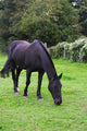 Black Horse