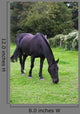 Black Horse