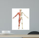 Male Muscular Skeleton Split