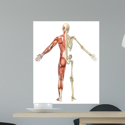 Male Muscular Skeleton Split shown on a wall