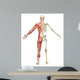 Male Muscular Skeleton Split