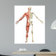 Male Muscular Skeleton Split