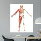 Male Muscular Skeleton Split