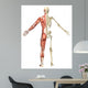 Male Muscular Skeleton Split
