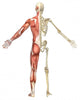 Male Muscular Skeleton Split