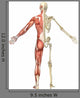 Male Muscular Skeleton Split