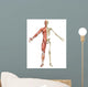Male Muscular Skeleton Split