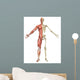 Male Muscular Skeleton Split