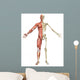 Male Muscular Skeleton Split