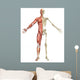 Male Muscular Skeleton Split