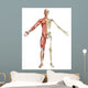 Male Muscular Skeleton Split