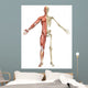 Male Muscular Skeleton Split