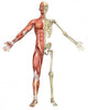 Male Muscular Skeleton Split