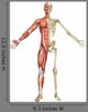 Male Muscular Skeleton Split