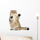 Golden Shaded British Shorthair Wall Decal