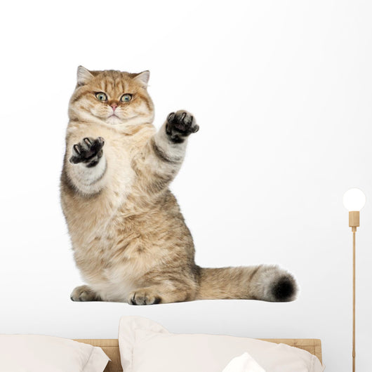 Golden Shaded British Shorthair Wall Decal