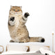 Golden Shaded British Shorthair Wall Decal