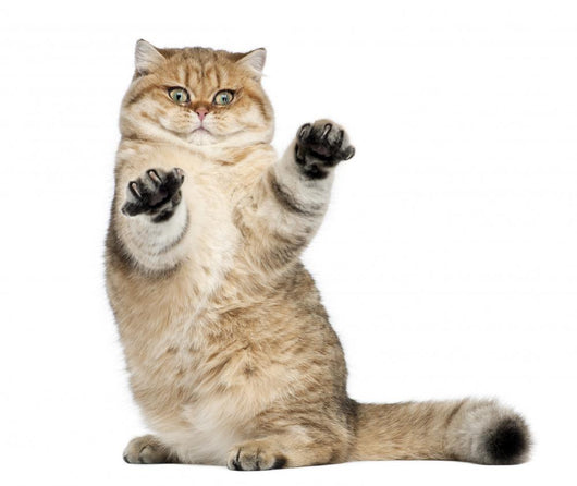 Golden Shaded British Shorthair Wall Decal
