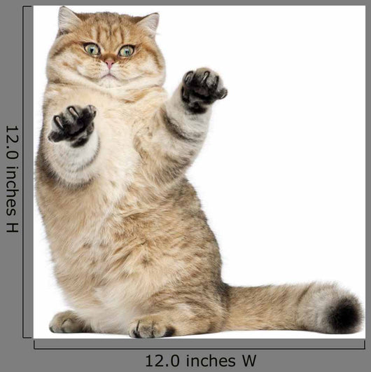 Golden Shaded British Shorthair Wall Decal
