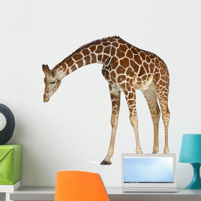 Reticulated Somali Giraffe Wall Decal shown on a wall