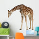 Reticulated  Somali Giraffe Wall Decal