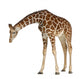 Reticulated  Somali Giraffe Wall Decal