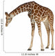 Reticulated  Somali Giraffe Wall Decal