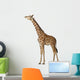 Somali Giraffe Commonly Known Wall Decal