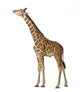 Somali Giraffe Commonly Known Wall Decal