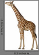 Somali Giraffe Commonly Known Wall Decal