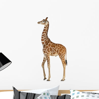 Somali Giraffe Commonly Known Wall Decal shown on a wall
